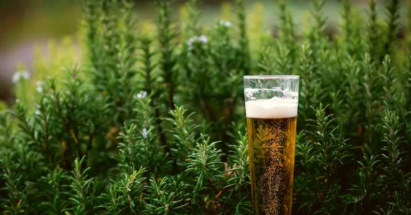 This photo shows a beer standing in a beer garden.