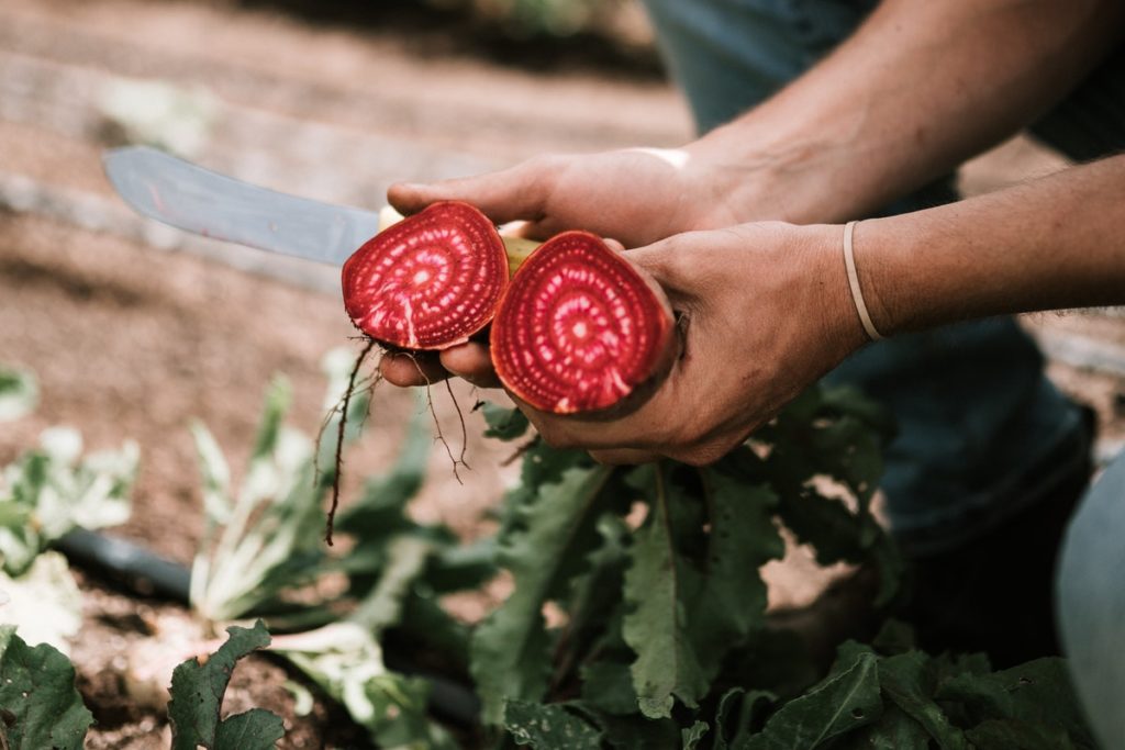 A farmer shows organic vegetables, grown in the effort to increase sustainability in the food industry.