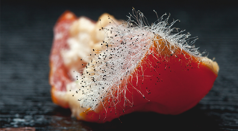 This photo shows a piece of soiled fruit, demonstrating one of the basic food safety mistakes, in improper storage.