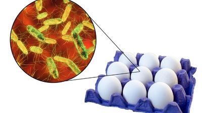 Salmonella in eggs