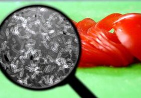 Microorgansim food